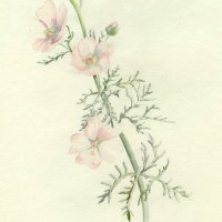 Water Color of a Pink Flower By Jane Wiske